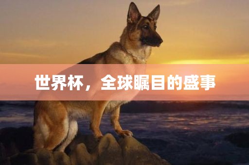 世界杯，全球瞩目的盛事