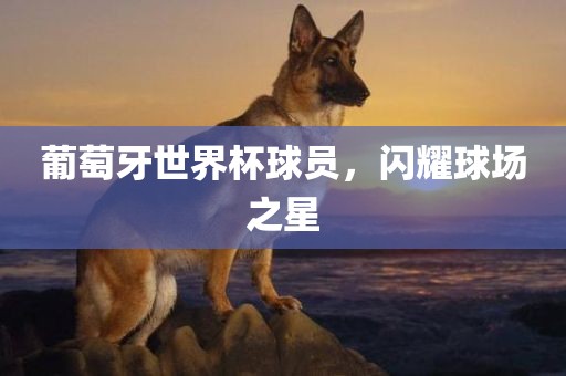 葡萄牙世界杯球员，闪耀球场之星