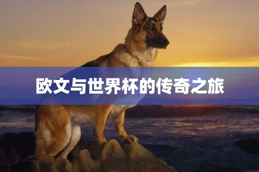眉山市正发家政服务有限公司欧文与世界杯的传奇之旅