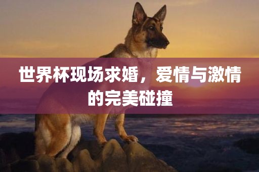 世界杯现场求婚，爱情与激情的完美碰撞眉山市正发家政服务有限公司