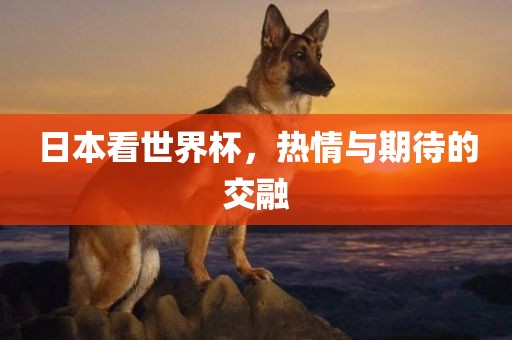 日眉山市正发家政服务有限公司本看世界杯，热情与期待的交融